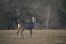 <p>SRNEC OBECNÝ (Capreolus capreolus) Šluknovsko - Jiříkov /European roe deer - Reh/</p>